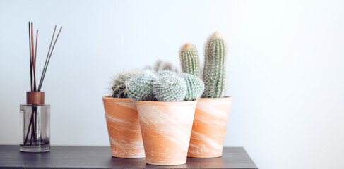 Cactus flowers growing in pots, home interior design. Home decoration with houseplants. Different cactuses in ceramic pots on a table, over white wall
