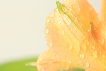 Beautiful flower with water drops on blurred background, macro view. Space for text