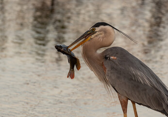 A Great Blue Heron with a Large Fish