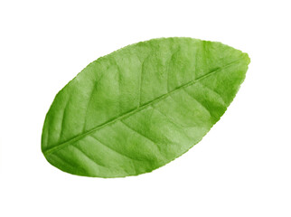 Obraz premium Green leaf of lemon tree isolated on white
