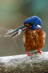 A blue-eared kingfisher alcedo meninting looks up in a perched pose enjoying the sunny day while looking for food