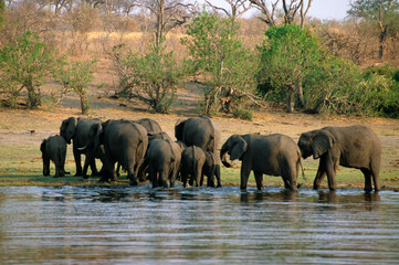 Obraz premium Eléphant d'Afrique , Loxodonta africana, Parc national de Chobé, Botswana