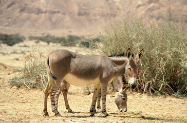 Obraz na płótnie Canvas Ane sauvage de Somalie, Equus africanus somaliensis, Afar