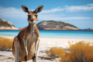 Wall murals Cape Le Grand National Park, Western Australia Kangaroo at Lucky Bay in the Cape Le Grand National