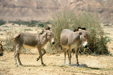 Ane sauvage de Somalie, Equus africanus somaliensis, Afar
