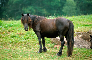 Poney,  Race Pottock,  Pays basque