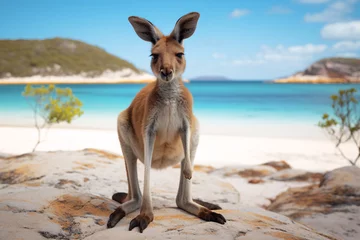 Foto op Plexiglas Cape Le Grand National Park, West-Australië Kangaroo at Lucky Bay in the Cape Le Grand National