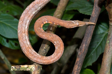 Serpent liane ou Couleuvre à nez de feuille; langaha madagascariensis; Madagascar