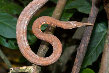 Serpent liane ou Couleuvre à nez de feuille; langaha madagascariensis; Madagascar