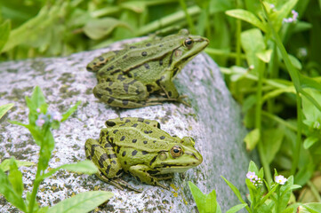 Grenouille verte; rana latastei