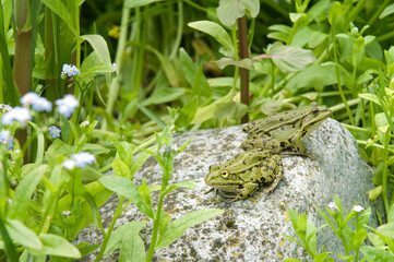 Grenouille verte; rana latastei