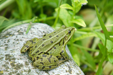 Grenouille verte; rana latastei