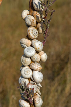 Escargot du midi; theba pisana