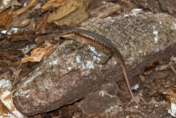 lézard mabuya, mabuya wrightii, Ile Seychelles