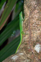 gecko vert des Seychelles, phelsuma astriata, Ile Cousin, Iles Seychelles