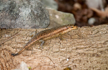 lézard mabuya, mabuya wrightii, Ile Seychelles