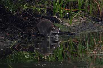 Raccoon Washing up for Supper