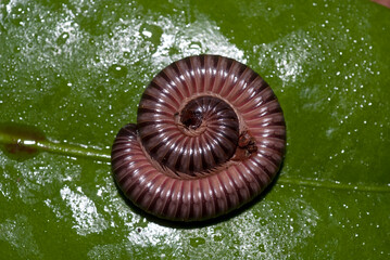 Mille pattes géant Africain, Archispirostreptus gigas, Madagascar