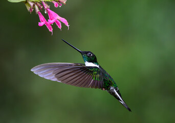 Fototapeta premium A Beautiful Collared Inca Hummingbird Feeding on Flower Nectar