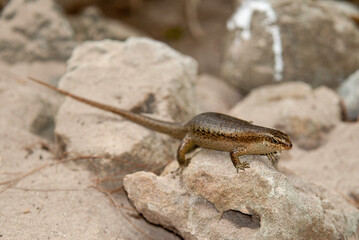 lézard mabuya, mabuya wrightii, Ile Seychelles