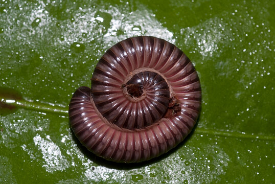 Mille pattes g&eacute;ant Africain, Archispirostreptus gigas, Madagascar