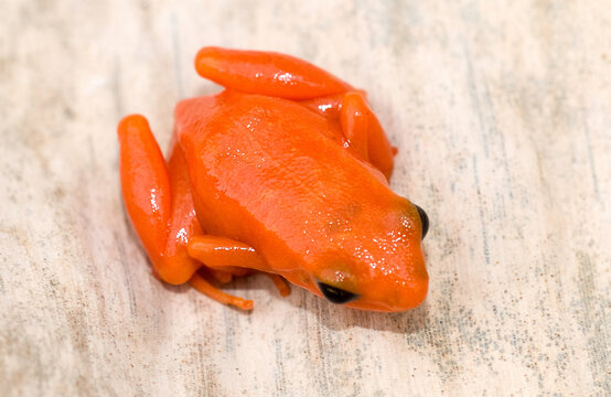 Mantella orange, Mantella aurantiaca,  Madagascan Golden frog, Madagascar