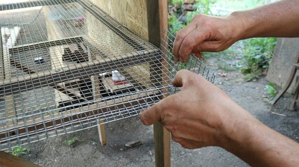 male hands bend the mesh side of the metal lattice base of a cage for domestic quails in the...