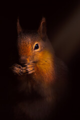 Squirrel. Photo of a bird photographed in soft local light. Impressive wildlife photography. Dark...