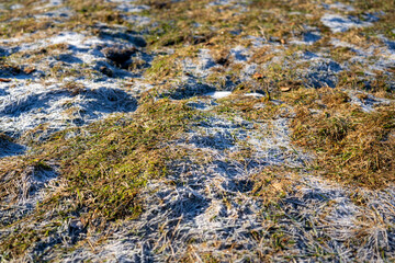 Hoarfrost on grass in morning