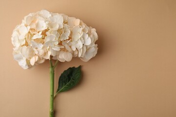 Beautiful hydrangea flower on beige background, top view. Space for text