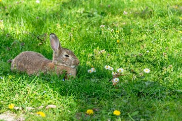 Dziki królik odpoczywający w trawie - obrazy, fototapety, plakaty