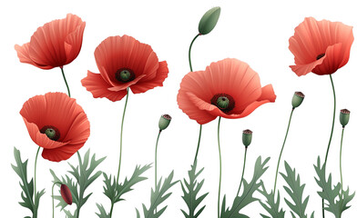 Red Poppy Flowers Isolated on transparent background, png file