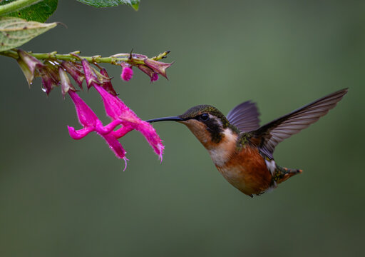 A White-bellied Woodstar Feeding on Flower Nectar in Ecuador