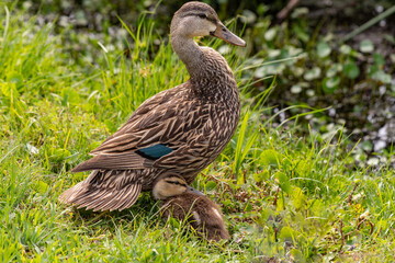Mallard Ducklings at the River's Edge