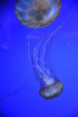 Jellyfish swimming in aquarium, close-up of jellyfish in aquarium.