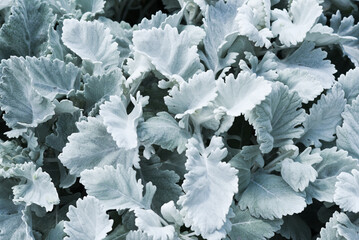 Leaves of cineraria growing in the garden in summer, close-up on them, selective focus. - obrazy, fototapety, plakaty