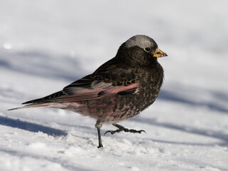 A Black Rosy Finch on a Sunny Winter Morning