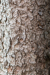 Texture of tree bark, close-up on the structure. Selective focus on tree bark.