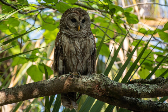 A Barred Owl Quietly Perched on a Tree Branch