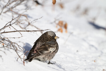 Black Rosy-finch in Snow