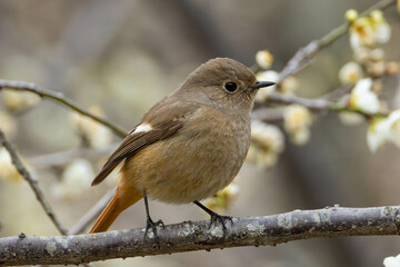 咲きかけの白い梅の木の枝に立つジョウビタキの雌