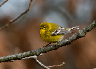 An Adorable Pine Warbler Perched on a Branch