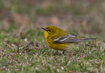 Pine Warbler Foraging on the Ground