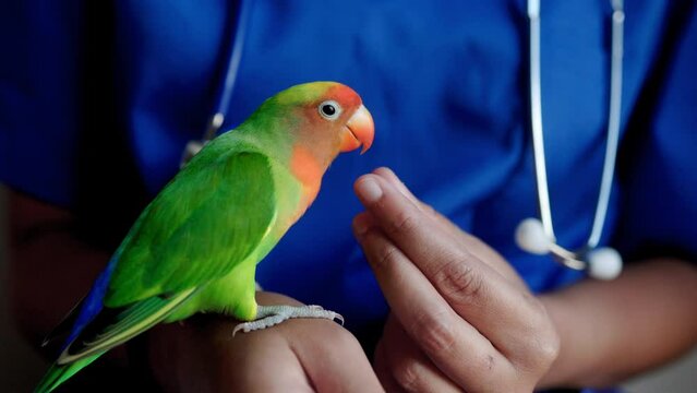 Veterinarian feeding exotic bird. Tropical parrot lovebird