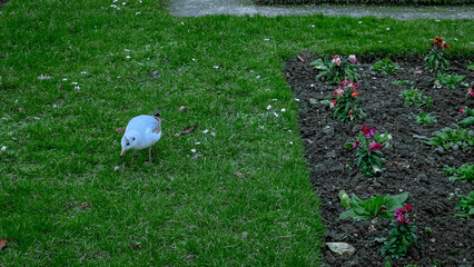 ‏Seagull bird in  Luxembourg Garden(Jardin du Luxembourg) in Paris, France