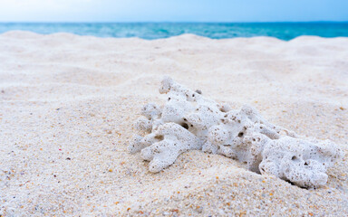 White dried coral on a long beach