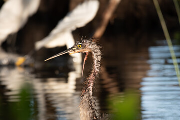An Anhinga with Broken Jaw Searching a Bog for Food
