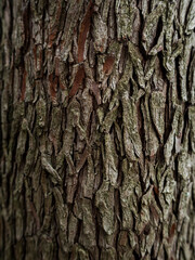 imagen detalle textura corteza de &aacute;rbol 