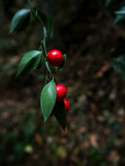imagen detalle frutos rojos silvestres en la rama, con hojas verdes 