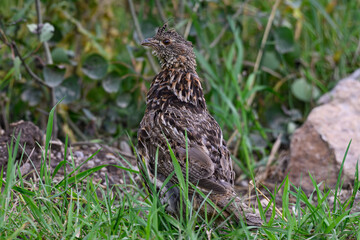 A Ruffed Grouse in the Wyoming Mountains
